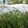 Парник Агроном 4 м Reifenhauser 4-секционный, дуги, укрывной материал, ножки, клипсы