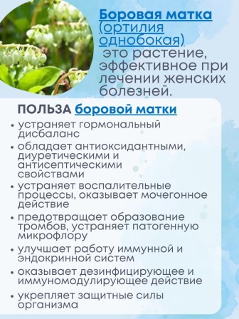 Фитосвечи "Боровая матка" на твердом жире, 10 шт. в блистере