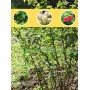 Кустодержатель ФиксКуст