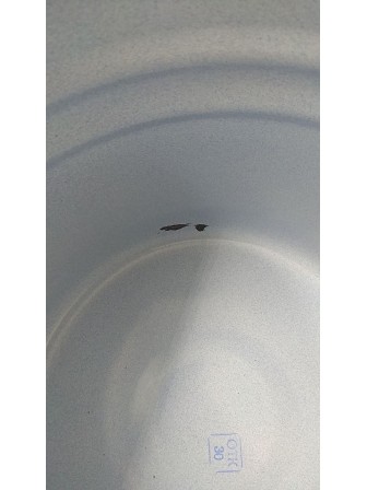 24-2469 Ведро 9л без деколи С-1221Ц/Рб Белый рябчик с крышкой