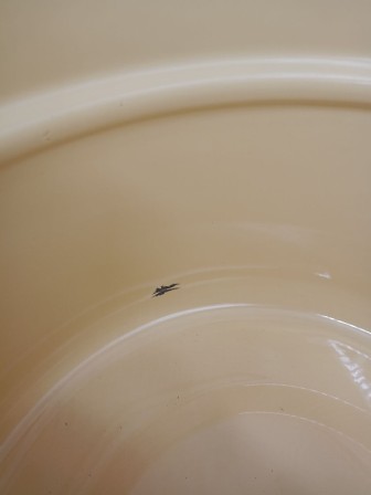 Уценка 25-1101 Бак эмалированный 25л С-2828/4Км Сочная клубника