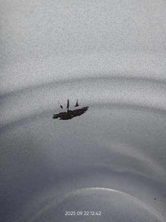 Уценка 25-1366 Ведро 12л 1224Ц/4Рб Фруктовая фантазия с крышкой