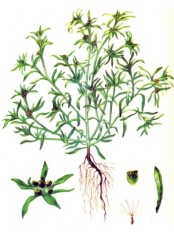 Сушеница топяная "Авита" 50 г стенокардия, гипертония, язвы, тромбофлебит