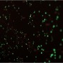 Светящаяся карта звездного неба Star Light Map